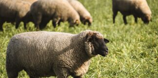 First case of scrapie detected in U.S. sheep in more than 5 years
