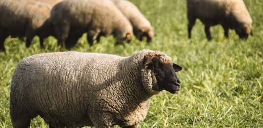 First case of scrapie detected in U.S. sheep in more than 5 years