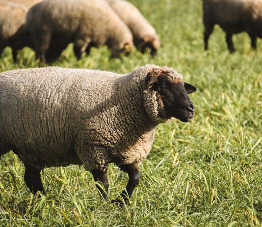 First case of scrapie detected in sheep in U.S. in more than 5 years