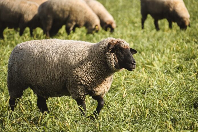 alexas_fotos-sheep-10329663_1280
