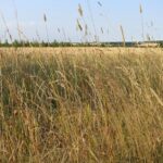 3 strategies to overcome summer grazing challenges