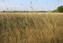 3 strategies to overcome summer grazing challenges