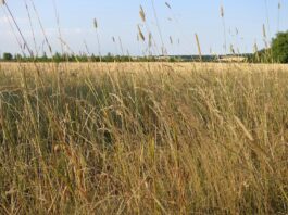 3 strategies to overcome summer grazing challenges