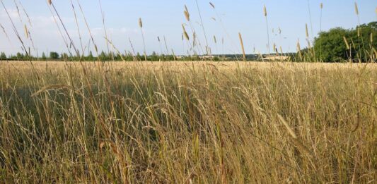 3 strategies to overcome summer grazing challenges