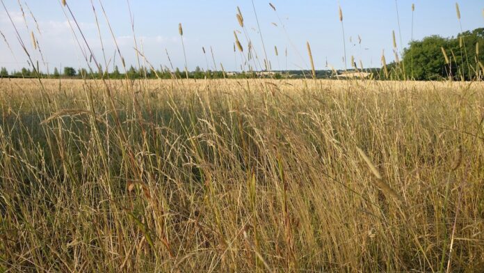 dry grass pasture