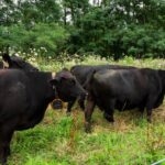 How virtual fencing is simplifying rotational grazing for farmers