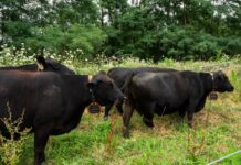 How virtual fencing is simplifying rotational grazing for farmers