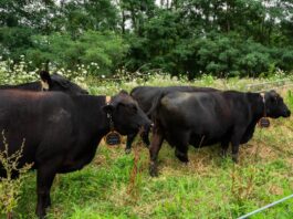 How virtual fencing is simplifying rotational grazing for farmers
