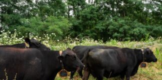 How virtual fencing is simplifying rotational grazing for farmers