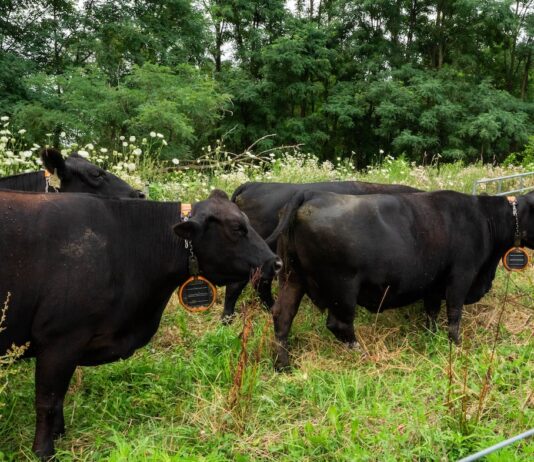 Could a GPS collar replace a roll of wire? Exploring remote grazing technologies