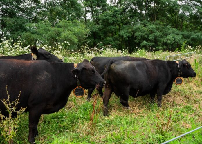 collar cows for grazing col