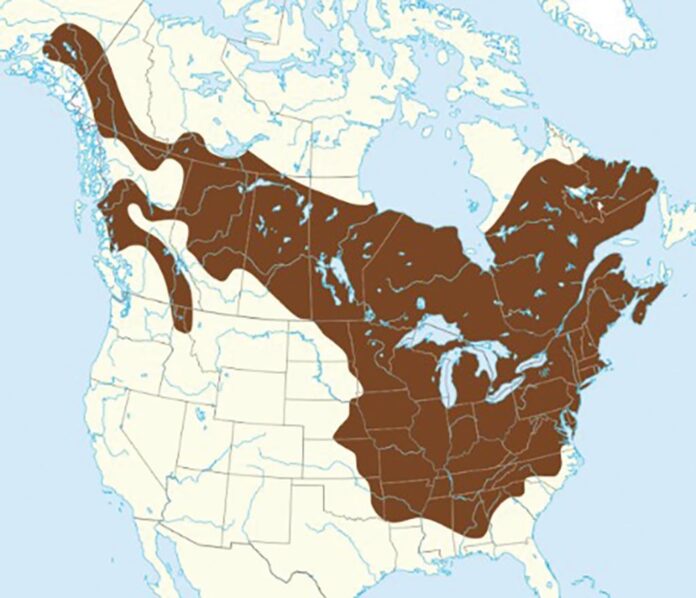 groundhog distribution-WEB