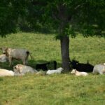 Shade and water: A cow’s best friends