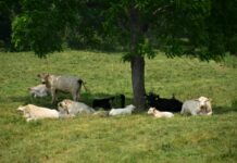 Shade and water: A cow’s best friends