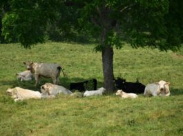 Shade and water: A cow’s best friends