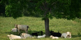 Shade and water: A cow’s best friends