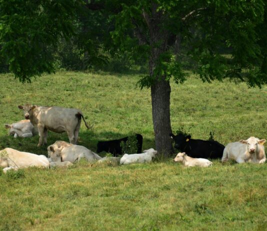 Shade and water: A cow’s best friends