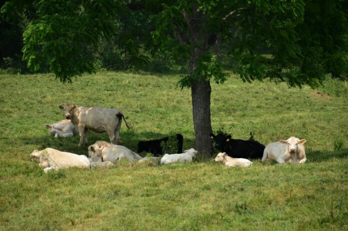 cows shade trees heat summer