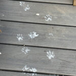 How paint-covered raccoons and wildfire smoke ruined my week