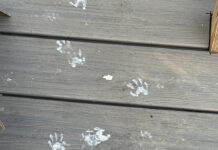 How paint-covered raccoons and wildfire smoke ruined my week