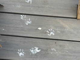 How paint-covered raccoons and wildfire smoke ruined my week