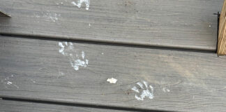 How paint-covered raccoons and wildfire smoke ruined my week