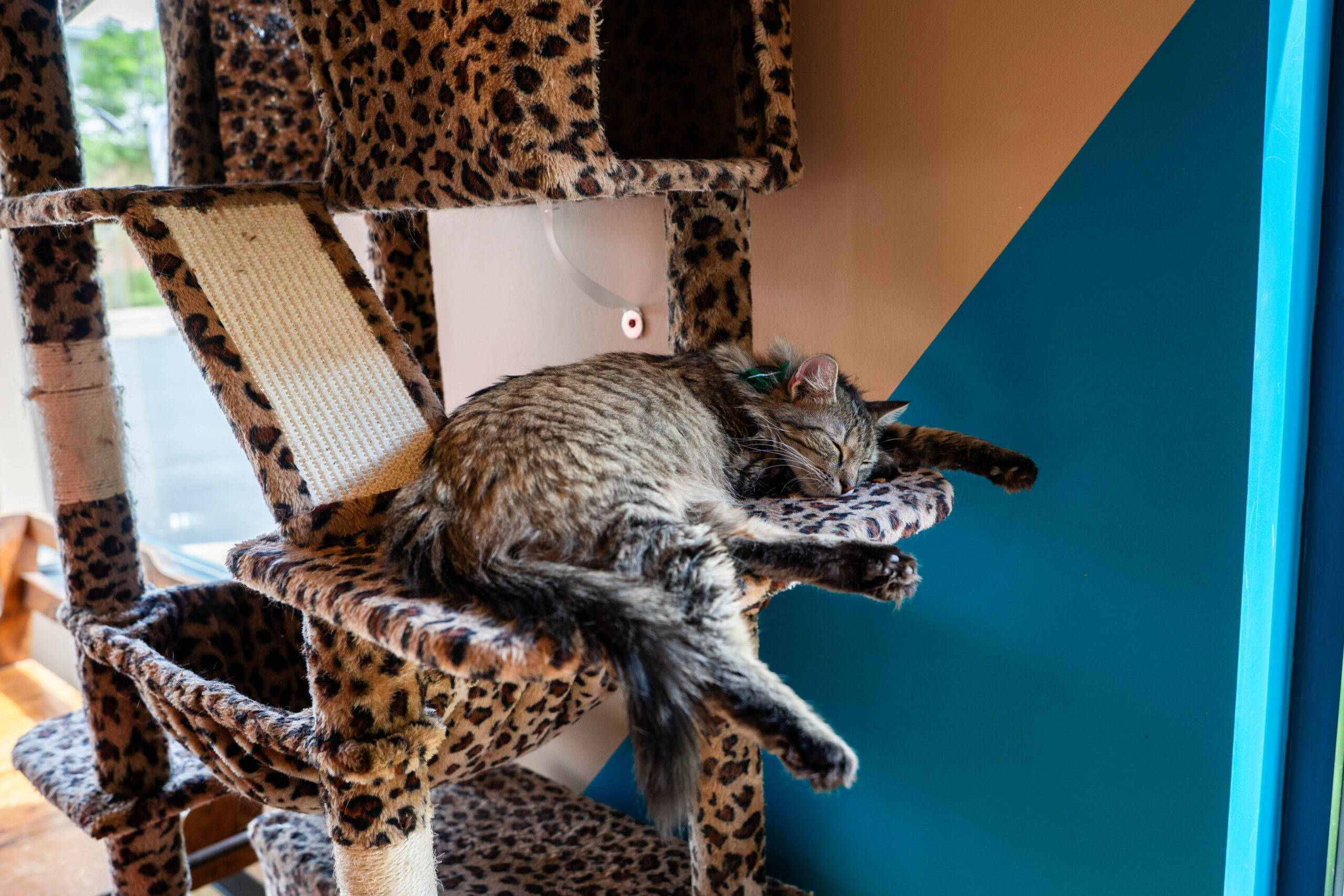Rusty Cat Cafe