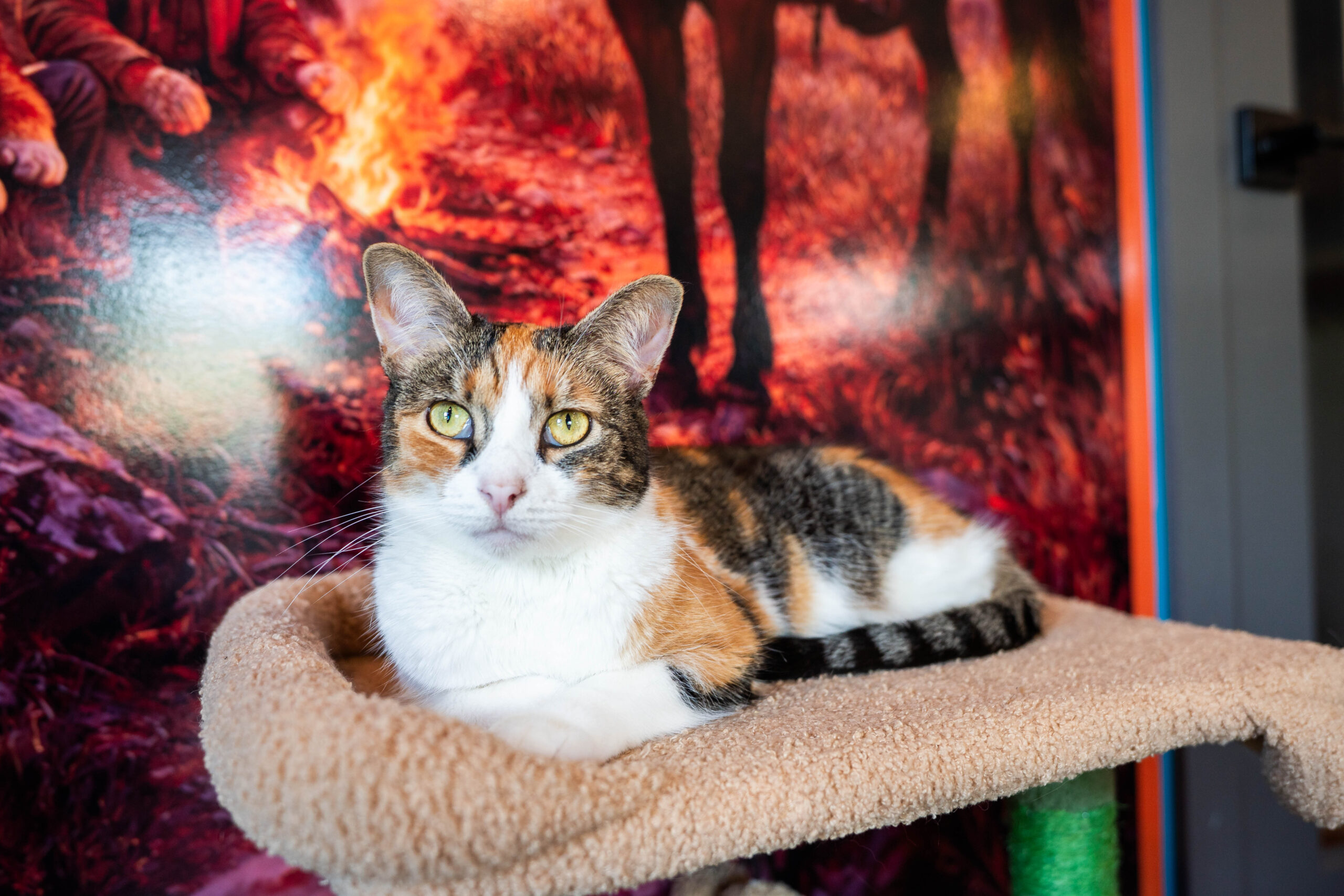 Rusty Cat Cafe