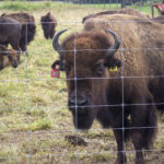 Columbiana County ranch to host bison conference