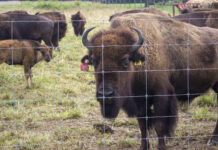 Columbiana County ranch to host bison conference