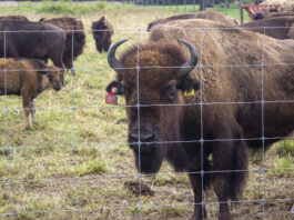 Columbiana County ranch to host bison conference