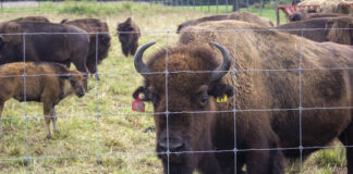 Columbiana County ranch to host bison conference