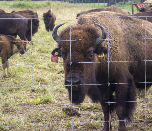 Columbiana County ranch to host bison conference