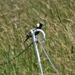 How an Ohio farmer delayed hay harvest to save nesting bobolinks