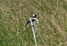 How an Ohio farmer delayed hay harvest to save nesting bobolinks
