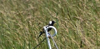 How an Ohio farmer delayed hay harvest to save nesting bobolinks