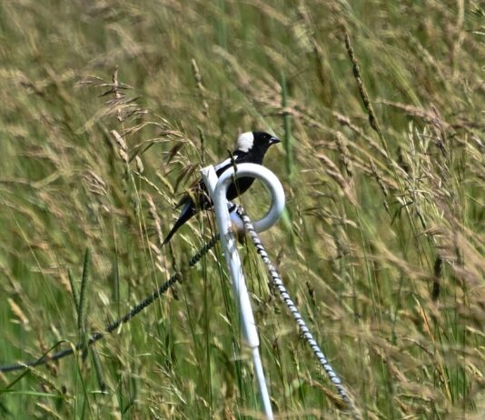 How an Ohio farmer delayed hay harvest to save nesting bobolinks