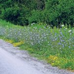 Chicory: A runway of blue