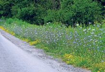 Chicory: A runway of blue