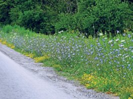 Chicory: A runway of blue