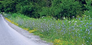 Chicory: A runway of blue