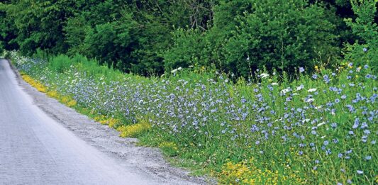 Chicory: A runway of blue
