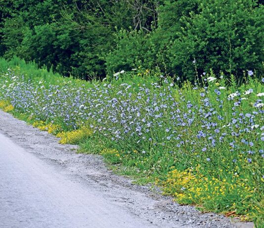 Chicory: A runway of blue