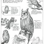 History of the Ohio Division of Wildlife: The birth of conservation