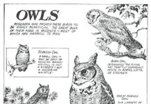 History of the Ohio Division of Wildlife: The birth of conservation