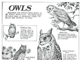 History of the Ohio Division of Wildlife: The birth of conservation