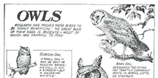 History of the Ohio Division of Wildlife: The birth of conservation