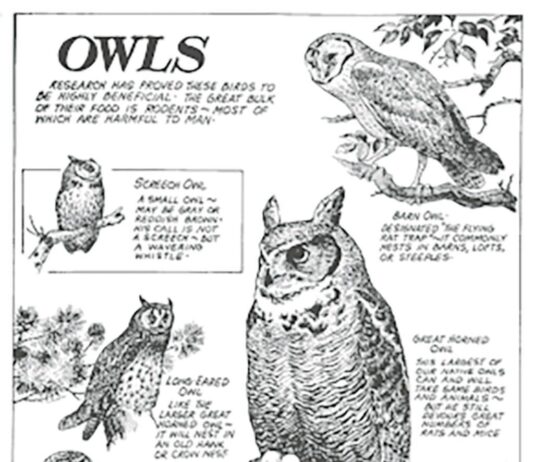 History of the Ohio Division of Wildlife: The birth of conservation