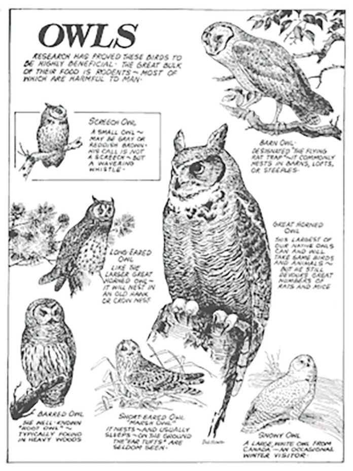 Owls bulletin-WEB