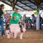 Inclusive livestock shows open door to more fair families